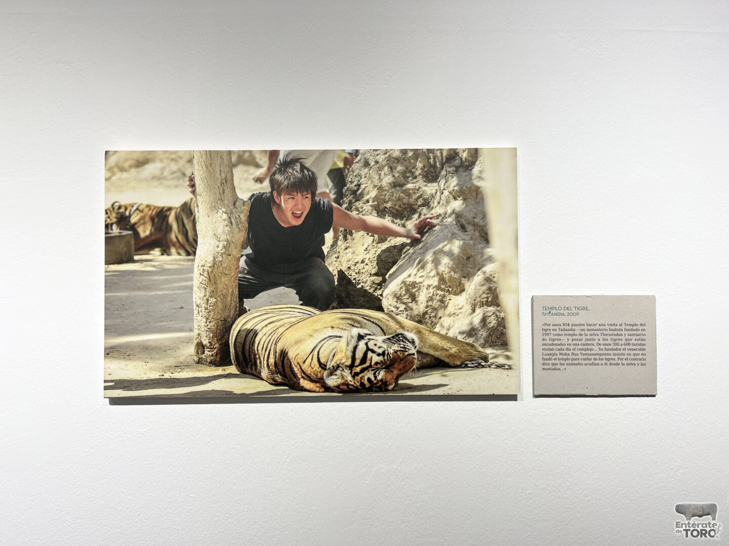 La sala de exposiciones de la Casa de la Cultura acoge “We Animals, Caminando en Círculos” 8 IMG 8327