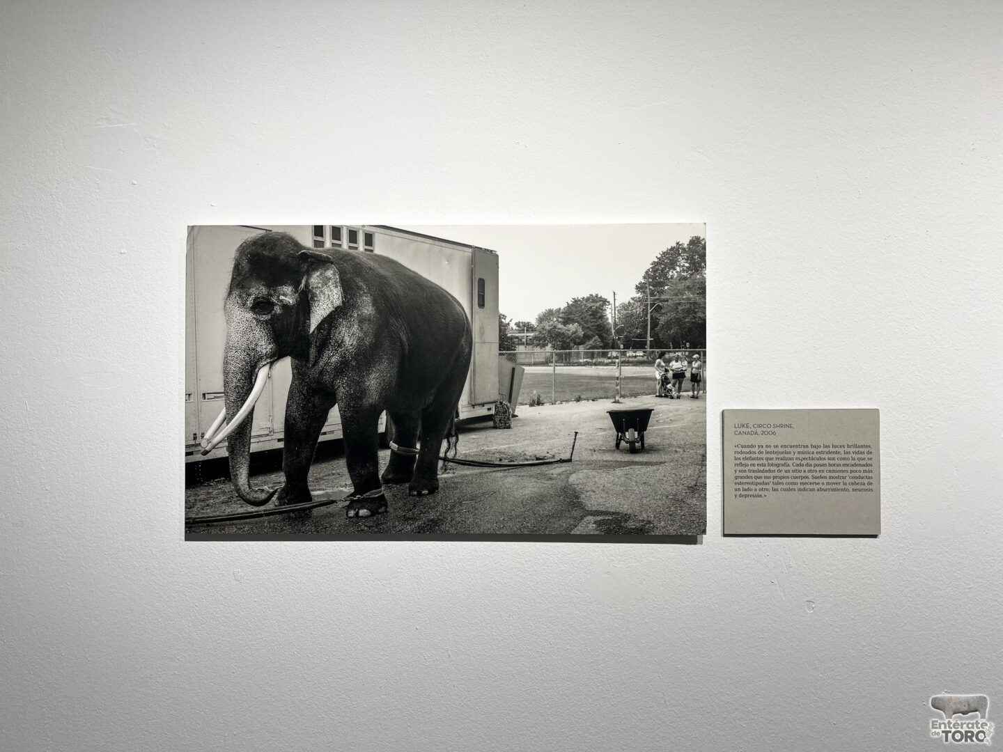 La sala de exposiciones de la Casa de la Cultura acoge “We Animals, Caminando en Círculos” 7 IMG 8331 copia