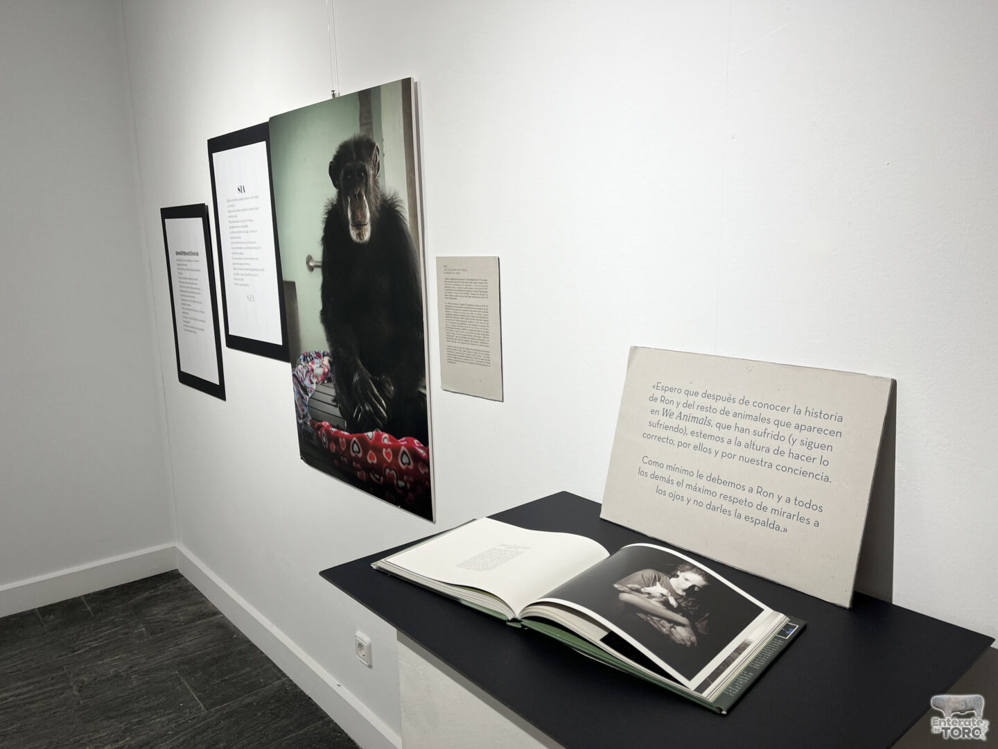 La sala de exposiciones de la Casa de la Cultura acoge “We Animals, Caminando en Círculos” 6 IMG 8446 copia