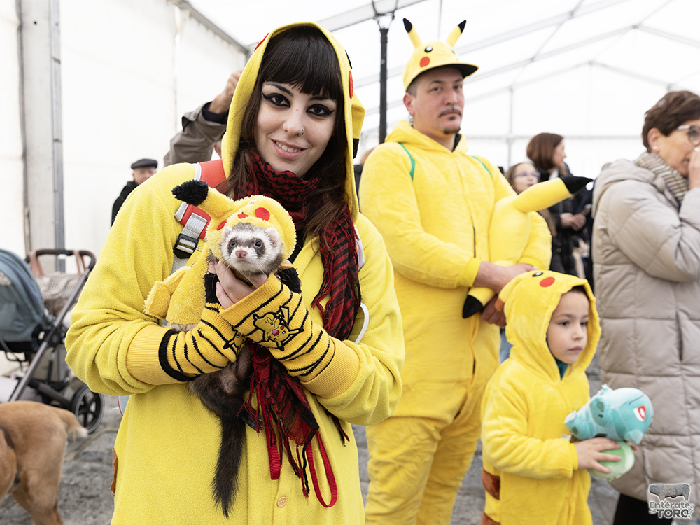 El perro costurero fue el ganador del Concurso de Disfraces de Mascotas 8 Concurso Mascotas 8