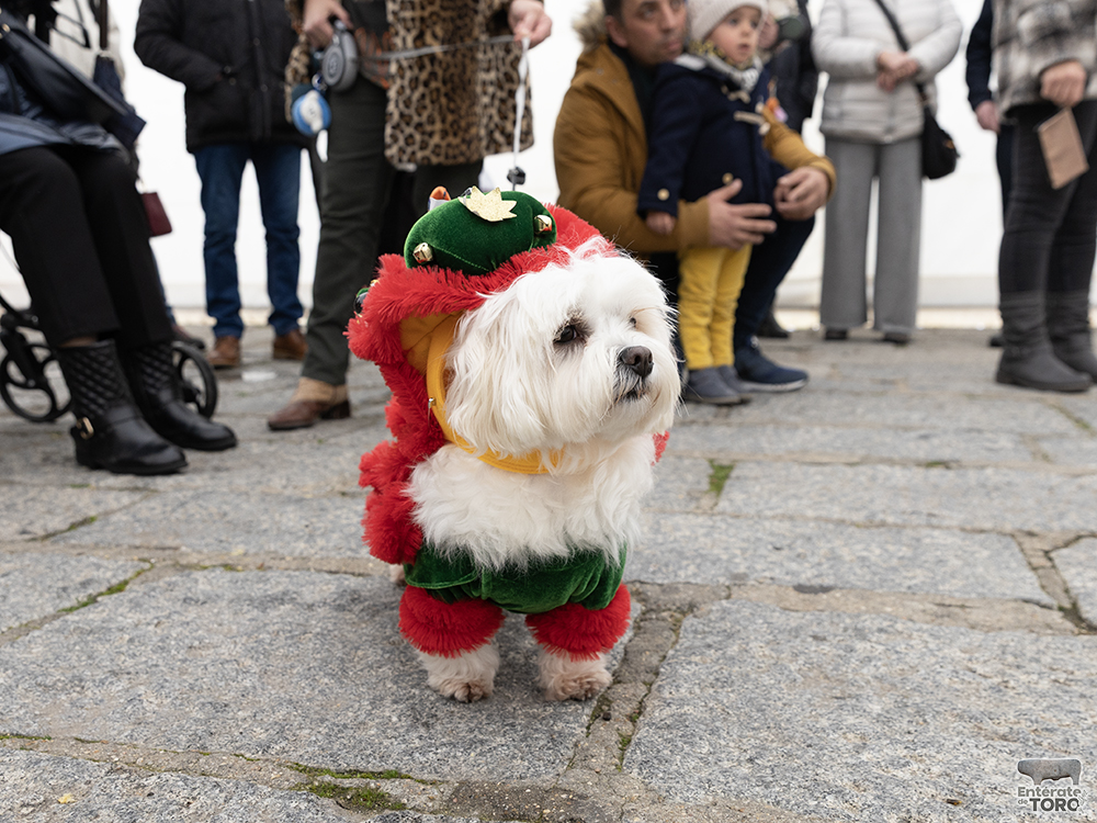 El perro costurero fue el ganador del Concurso de Disfraces de Mascotas 9 Concurso Mascotas 9