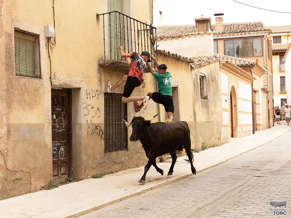 Las Ferias y Fiestas de San Agustín con una participación cada vez mayor 30 Encierro calles 10