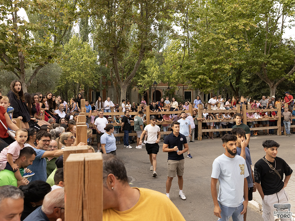 Las Ferias y Fiestas de San Agustín con una participación cada vez mayor 34 Encierro calles 14