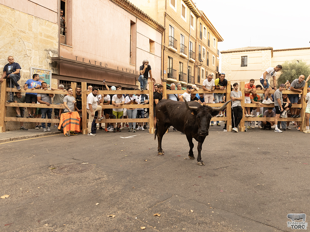 Las Ferias y Fiestas de San Agustín con una participación cada vez mayor 22 Encierro calles 2