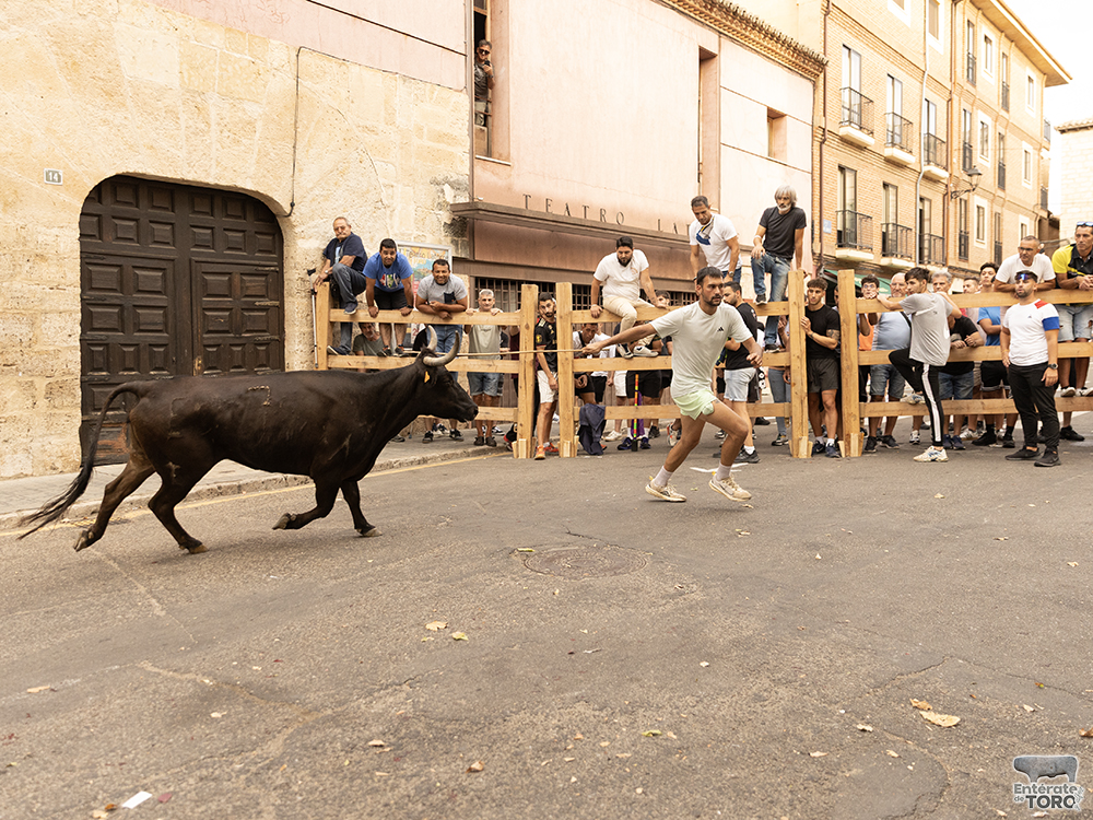 Las Ferias y Fiestas de San Agustín con una participación cada vez mayor 24 Encierro calles 4