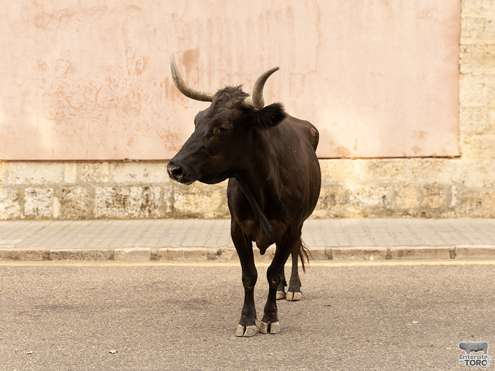 Las Ferias y Fiestas de San Agustín con una participación cada vez mayor 26 Encierro calles 6