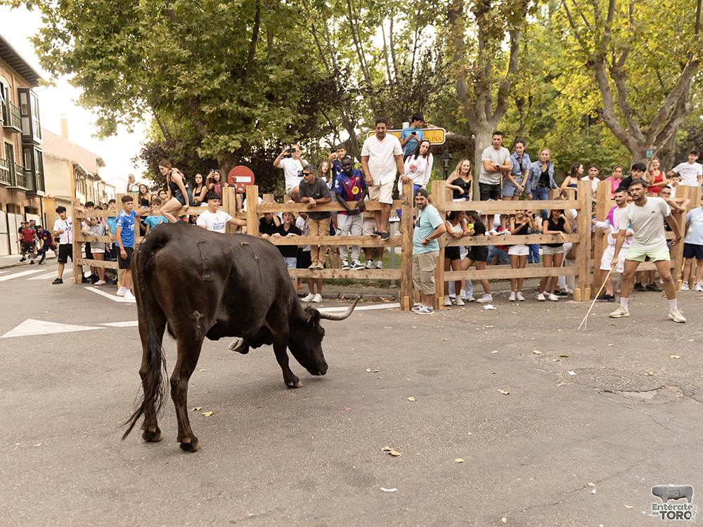 Las Ferias y Fiestas de San Agustín con una participación cada vez mayor 27 Encierro calles 7