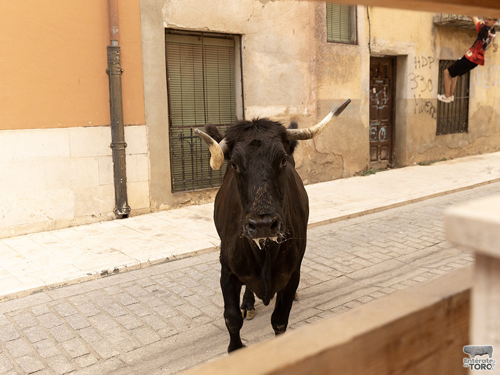 Las Ferias y Fiestas de San Agustín con una participación cada vez mayor 29 Encierro calles 9