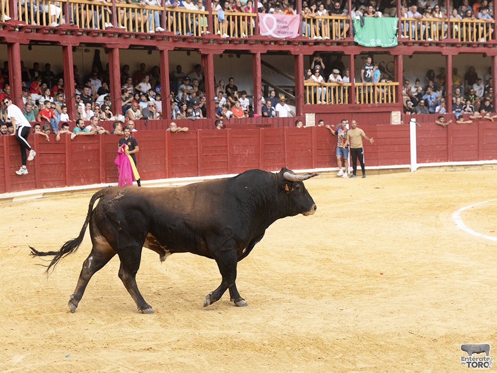 Toro del Cajón, tres conciertos y una discomovida para la tarde noche del viernes de fiestas 10 Toros y conciertos 10