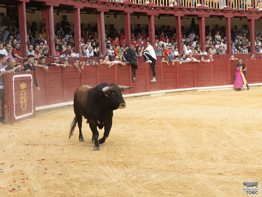 Toro del Cajón, tres conciertos y una discomovida para la tarde noche del viernes de fiestas 11 Toros y conciertos 11