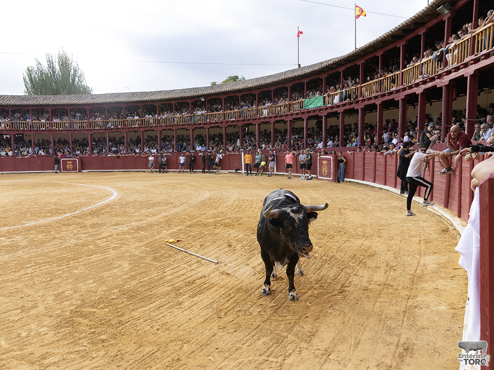 Toro del Cajón, tres conciertos y una discomovida para la tarde noche del viernes de fiestas 12 Toros y conciertos 12