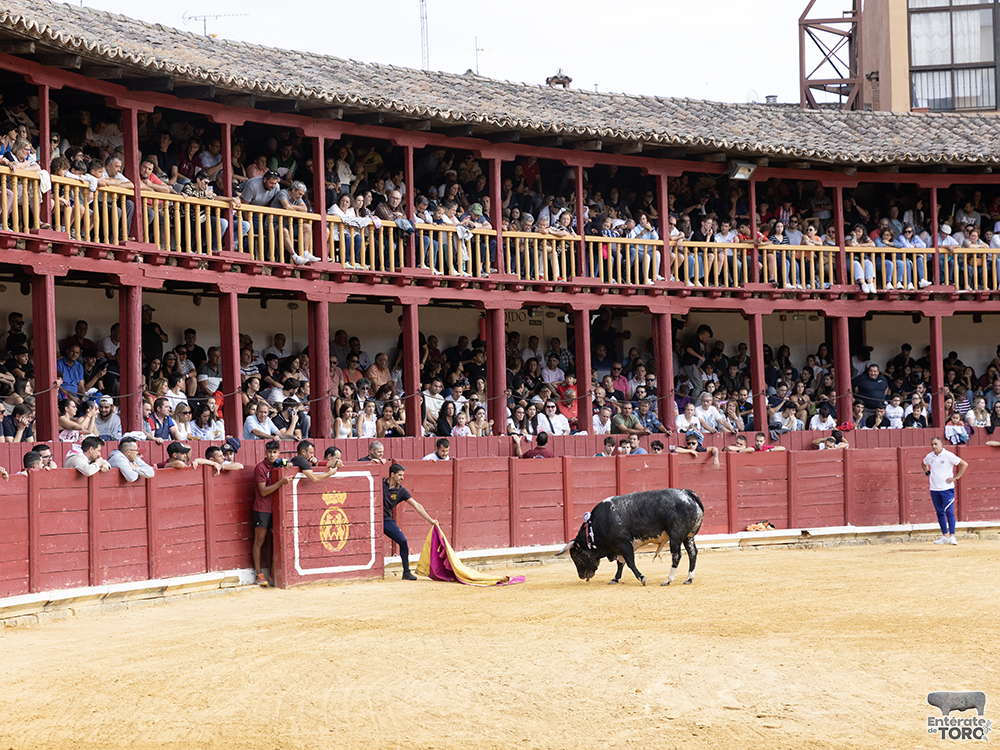 Toro del Cajón, tres conciertos y una discomovida para la tarde noche del viernes de fiestas 13 Toros y conciertos 13