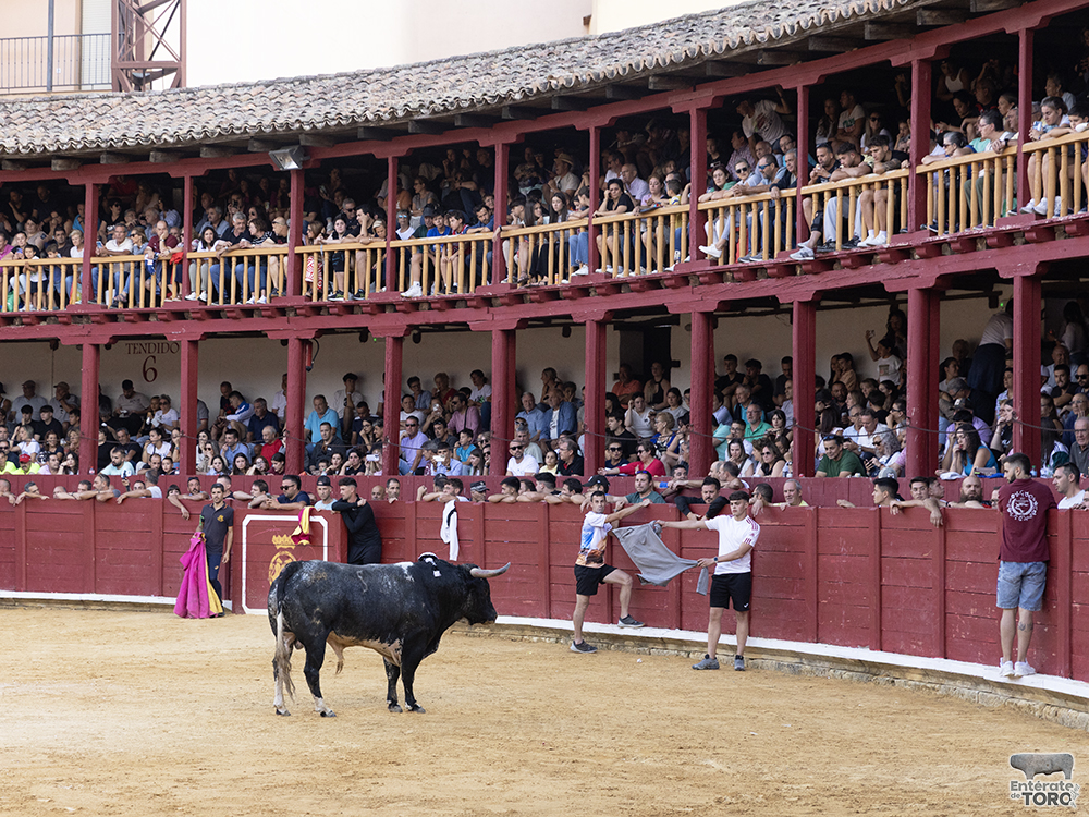 Toro del Cajón, tres conciertos y una discomovida para la tarde noche del viernes de fiestas 14 Toros y conciertos 14