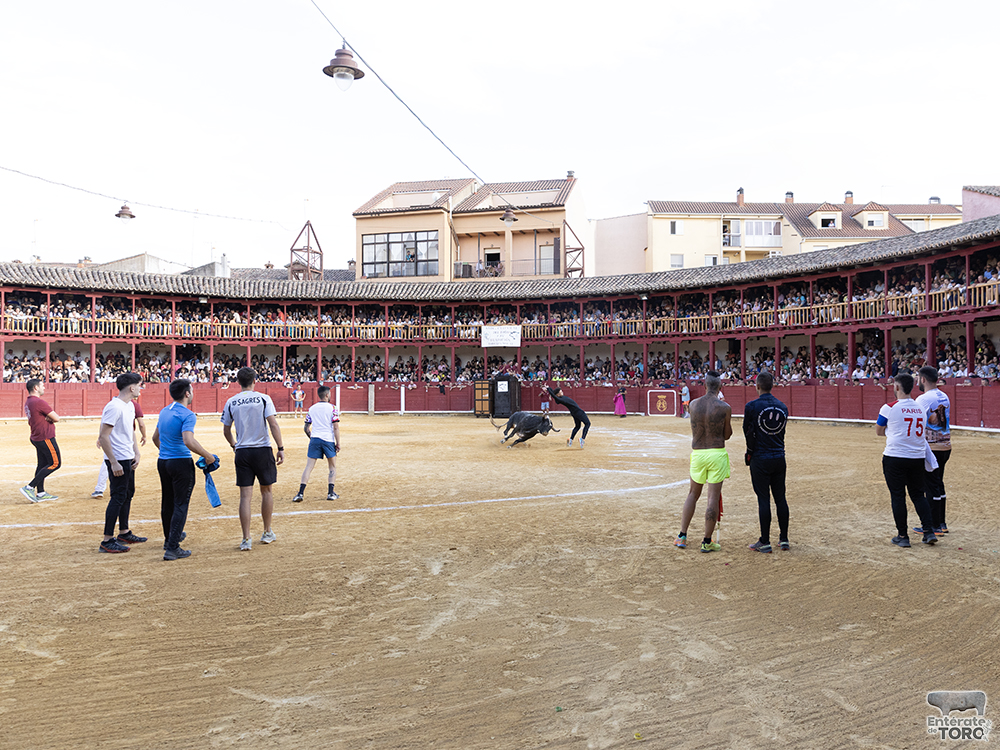 Toro del Cajón, tres conciertos y una discomovida para la tarde noche del viernes de fiestas 15 Toros y conciertos 15