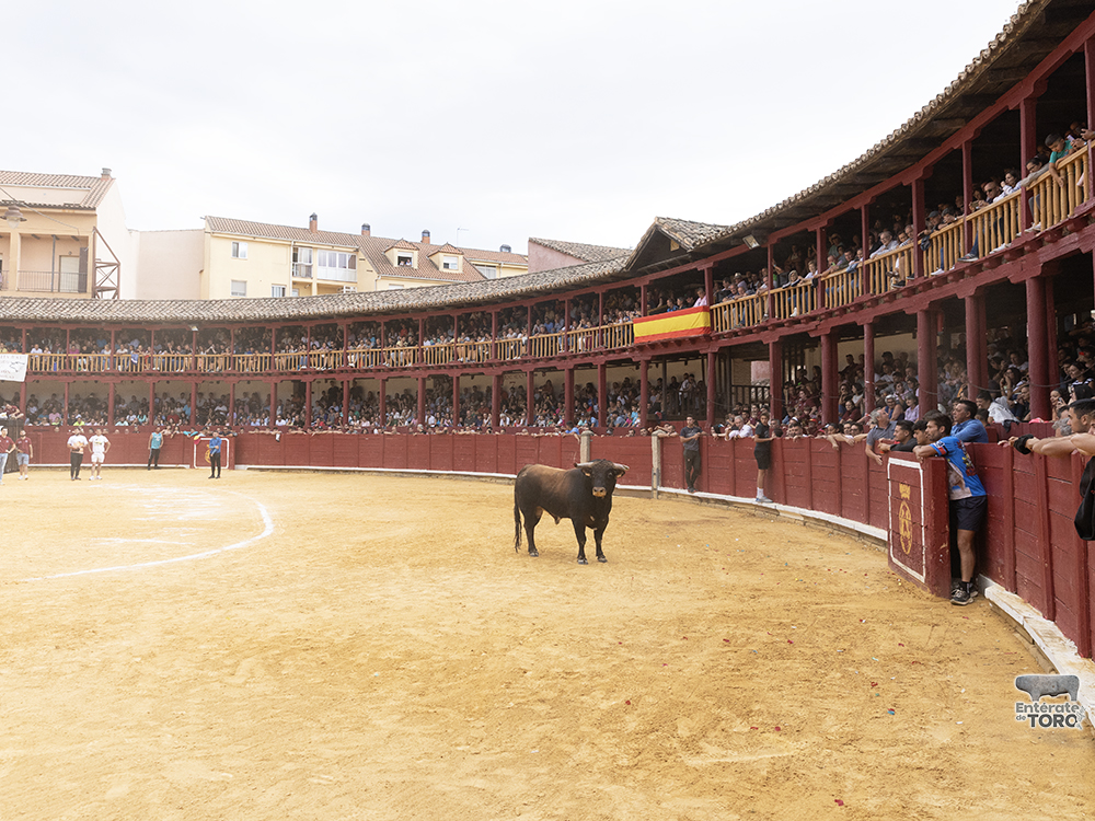 Toro del Cajón, tres conciertos y una discomovida para la tarde noche del viernes de fiestas 8 Toros y conciertos 8