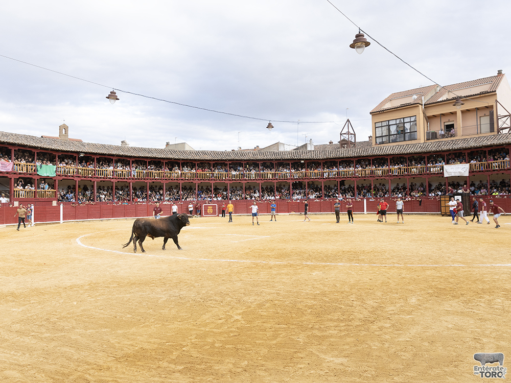 Toro del Cajón, tres conciertos y una discomovida para la tarde noche del viernes de fiestas 9 Toros y conciertos 9
